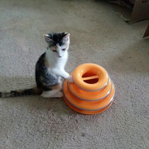 Meet your Posher, Corrine